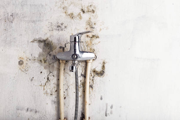 Best Certified Mold Removal  in Camden, OH