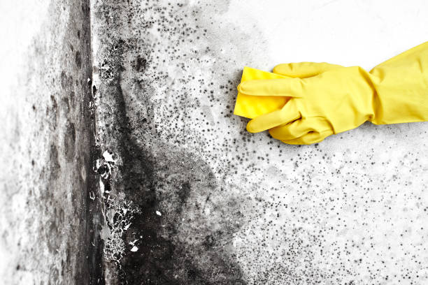 Best Mold Testing  in Camden, OH