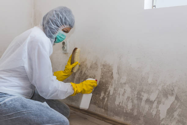 Best Mold Testing  in Camden, OH