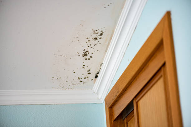 Best Office Mold Removal Services  in Camden, OH