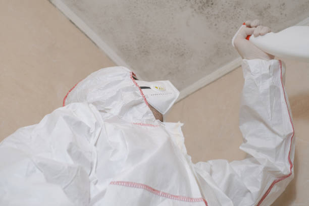 Professional Mold Removal in Camden, OH