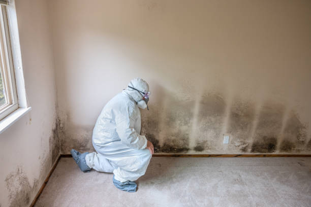 Camden, OH Mold Removal Company