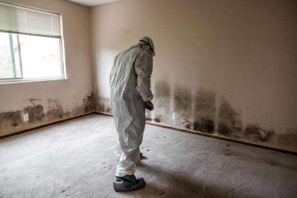 Best Mold Damage Repair  in Camden, OH