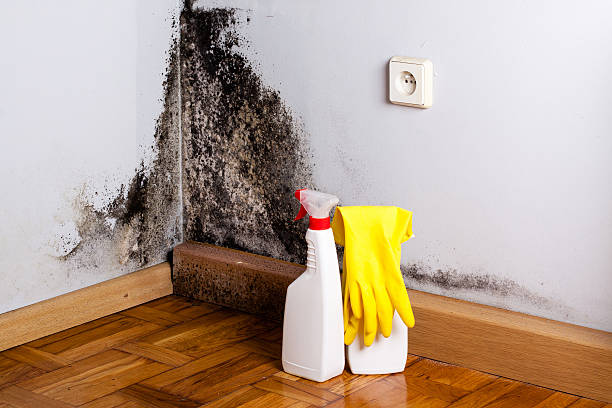 Best Mold Removal Company Near Me  in Camden, OH