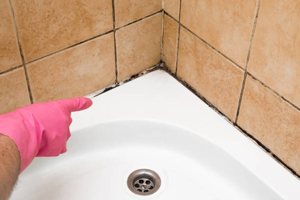 Mold Testing and Removal in Camden, OH